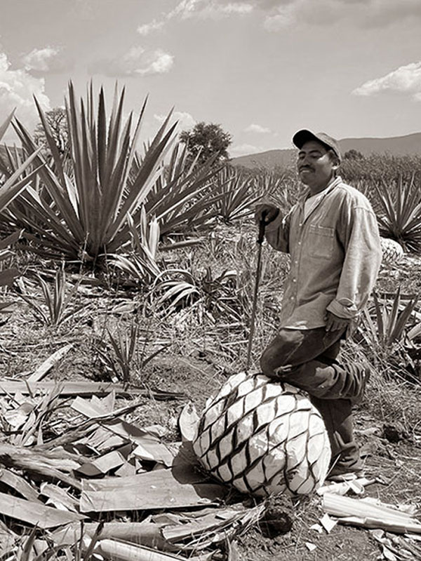 productor mezcalero