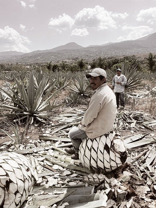 jimador mezcalero